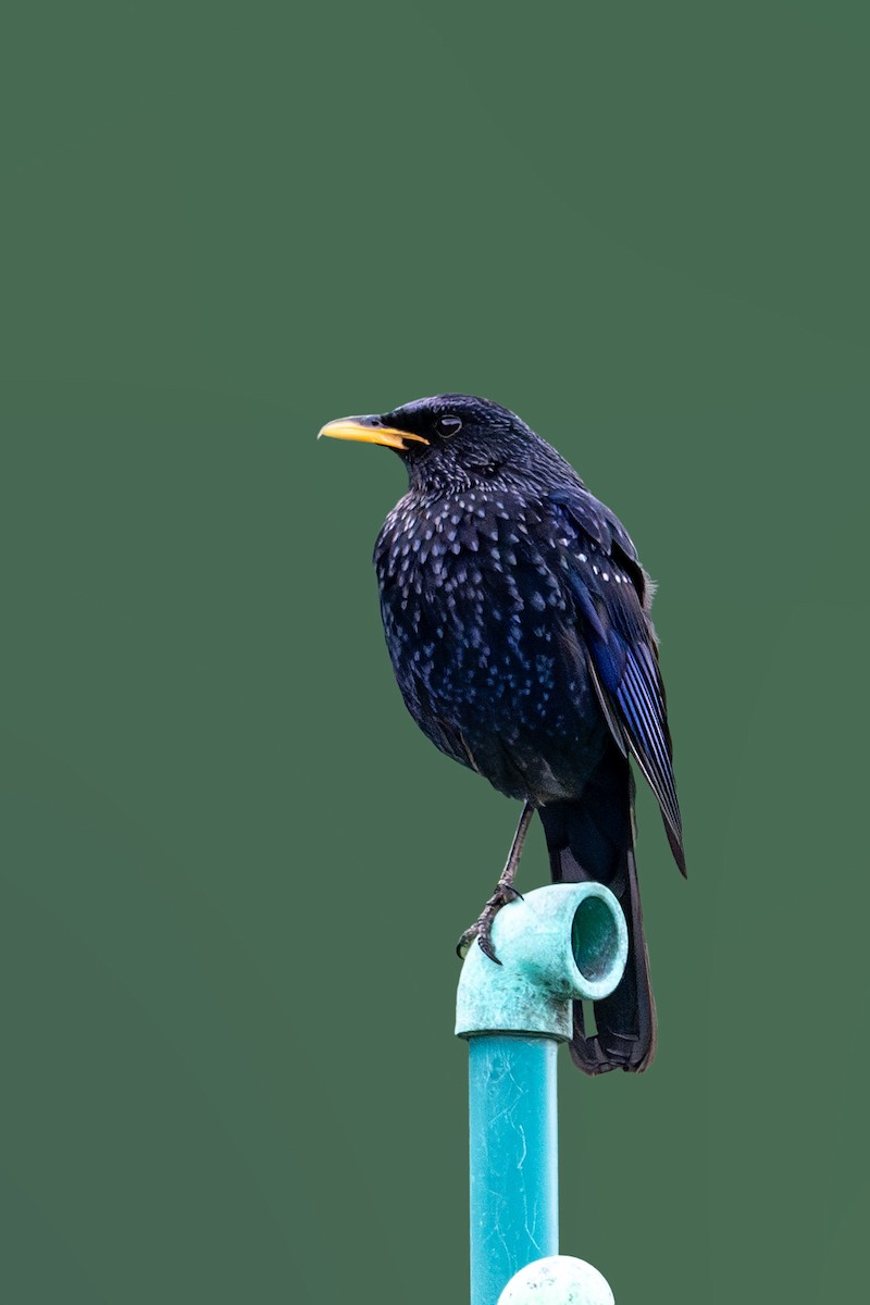 Blue Whistling-Thrush - Vivek Saggar