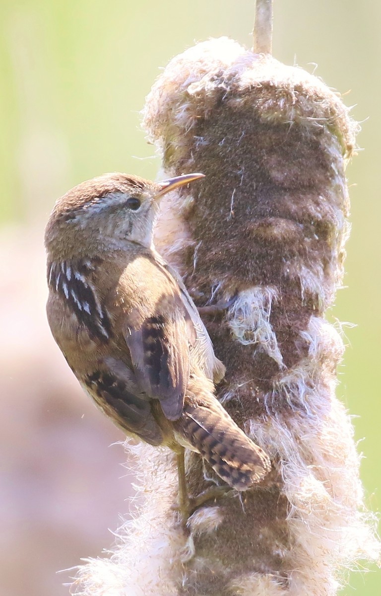 Marsh Wren - Debby Parker