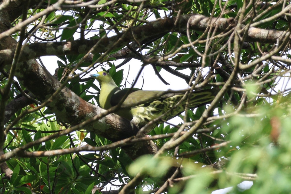 Whistling Green-Pigeon (Ryukyu) - Krit Adirek