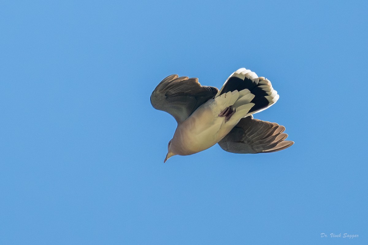 Oriental Turtle-Dove - Vivek Saggar