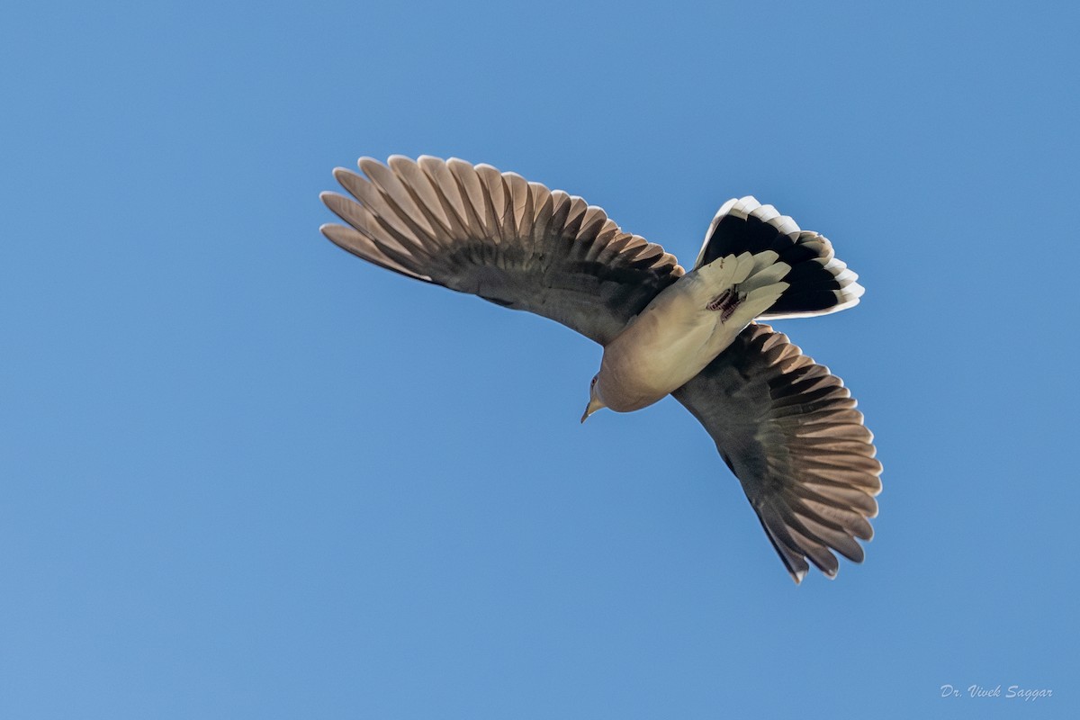 Oriental Turtle-Dove - Vivek Saggar