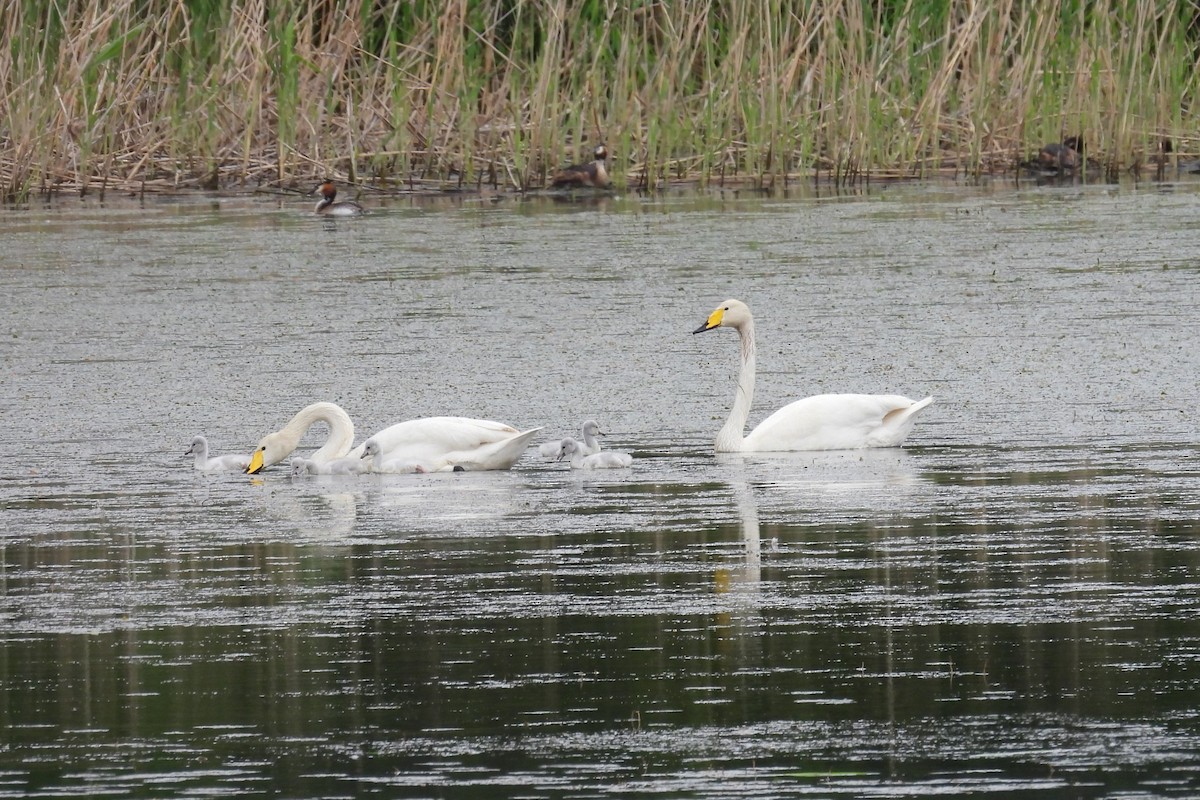 Whooper Swan - ML619438501