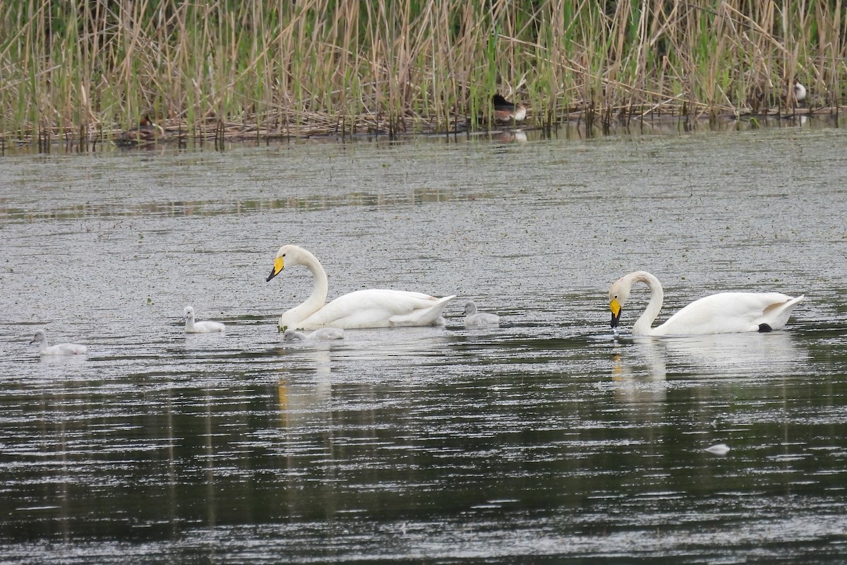 Whooper Swan - ML619438503