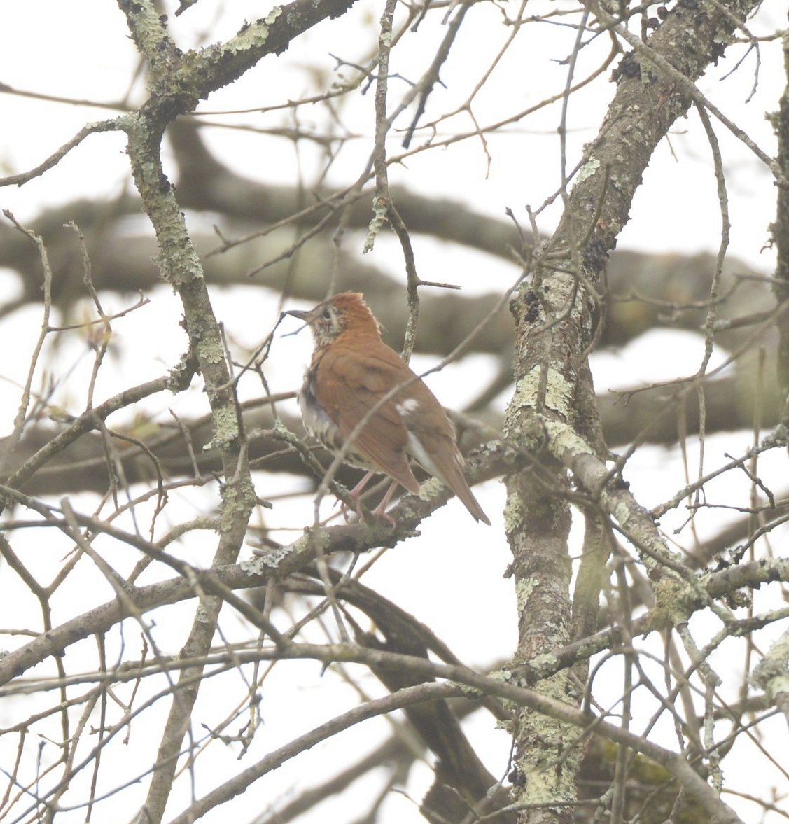 Wood Thrush - ML619438505