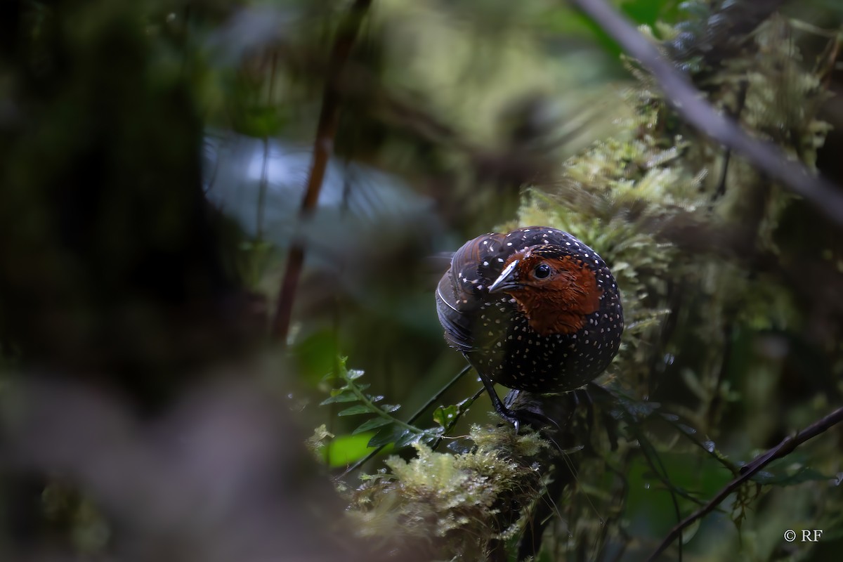 Ocellated Tapaculo - Roxie Fu