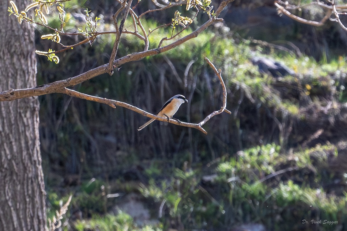 Long-tailed Shrike - Vivek Saggar