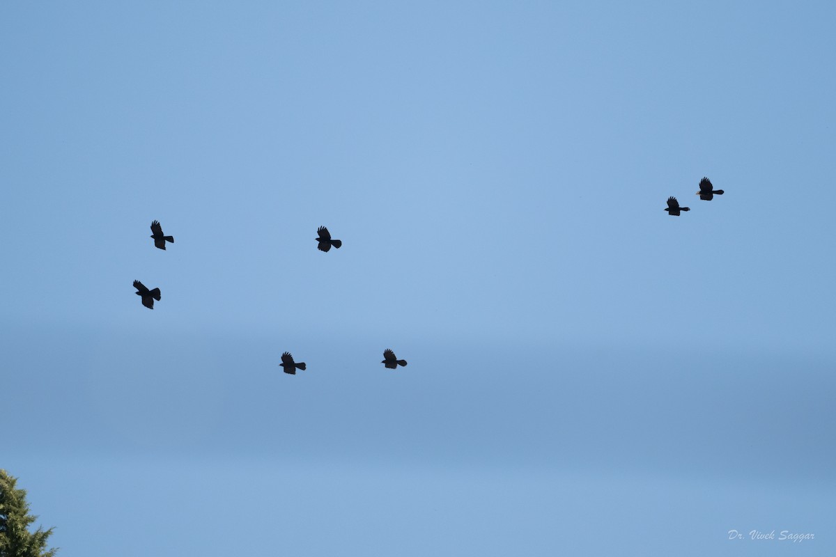 Yellow-billed Chough - Vivek Saggar