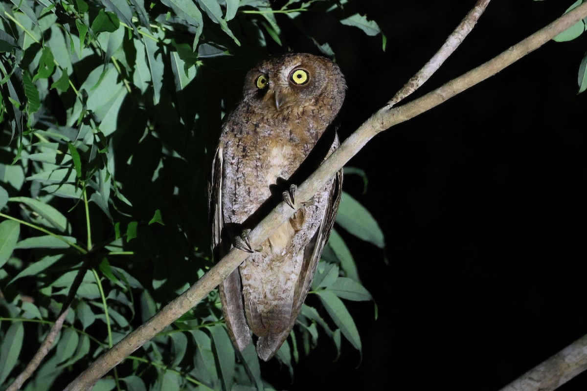 Ryukyu Scops-Owl - Krit Adirek