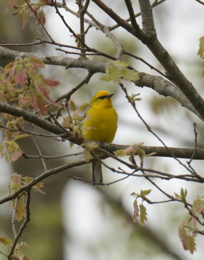 Blue-winged Warbler - ML619438534