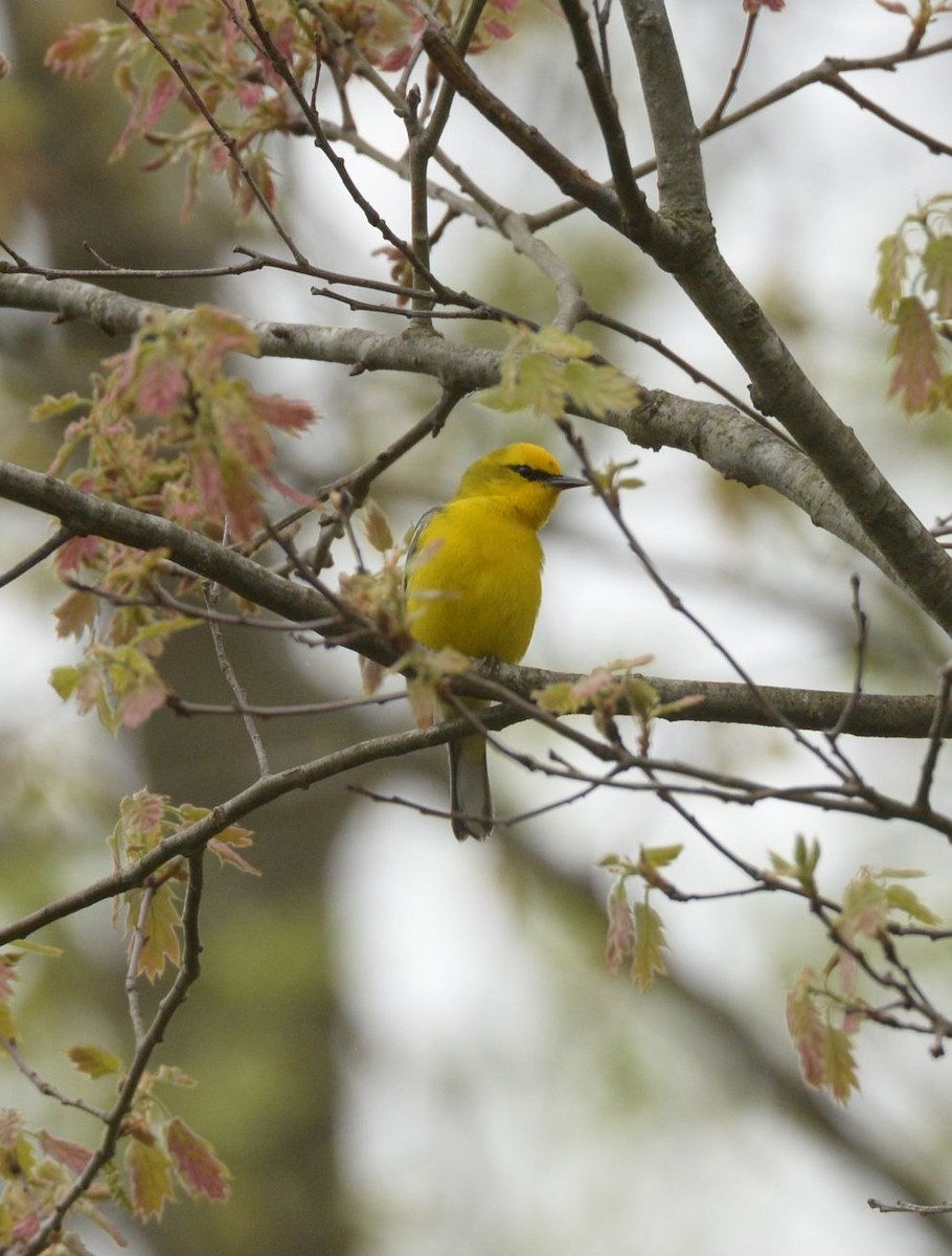 Blue-winged Warbler - ML619438535