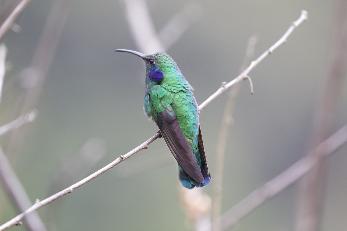 Lesser Violetear - Krista Oswald