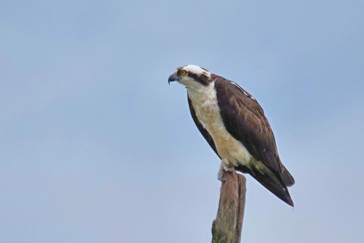 Osprey - Alan Mitchnick