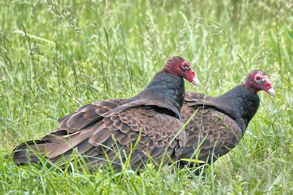 Turkey Vulture - Alan Mitchnick