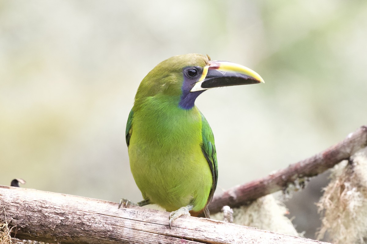 Northern Emerald-Toucanet - Krista Oswald