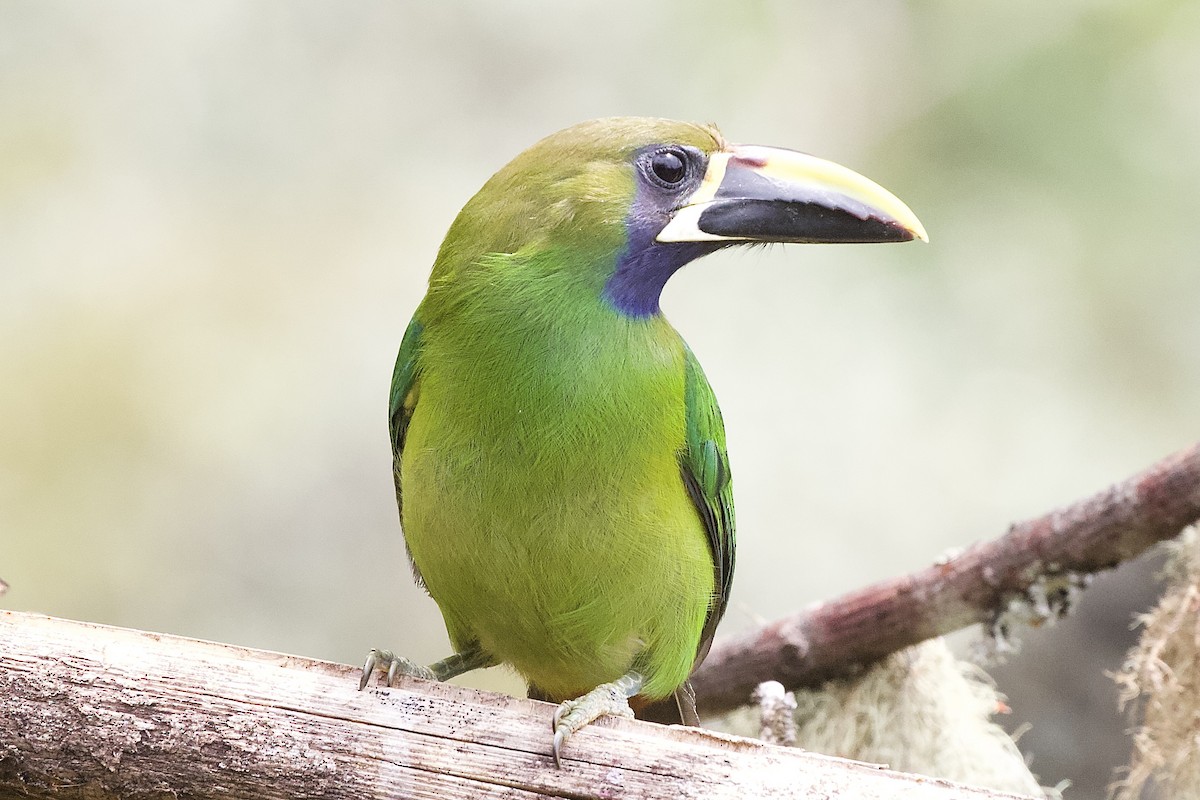 Northern Emerald-Toucanet - Krista Oswald