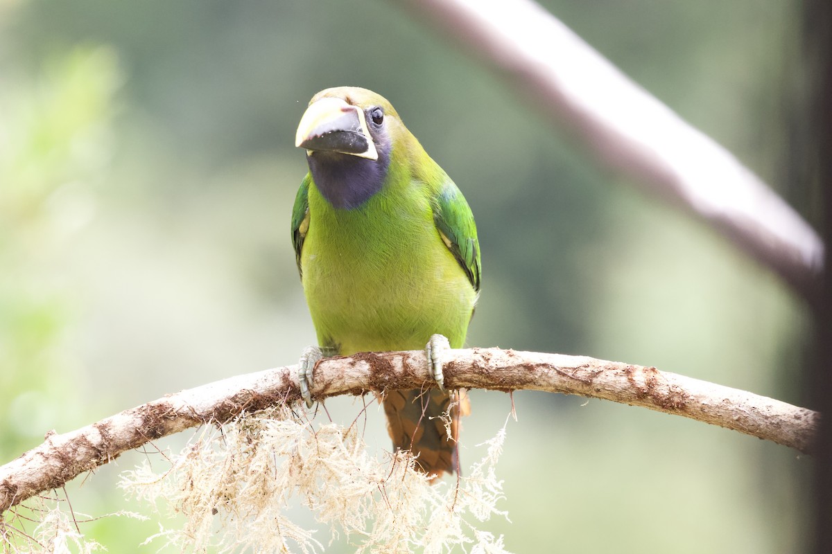 Northern Emerald-Toucanet - Krista Oswald