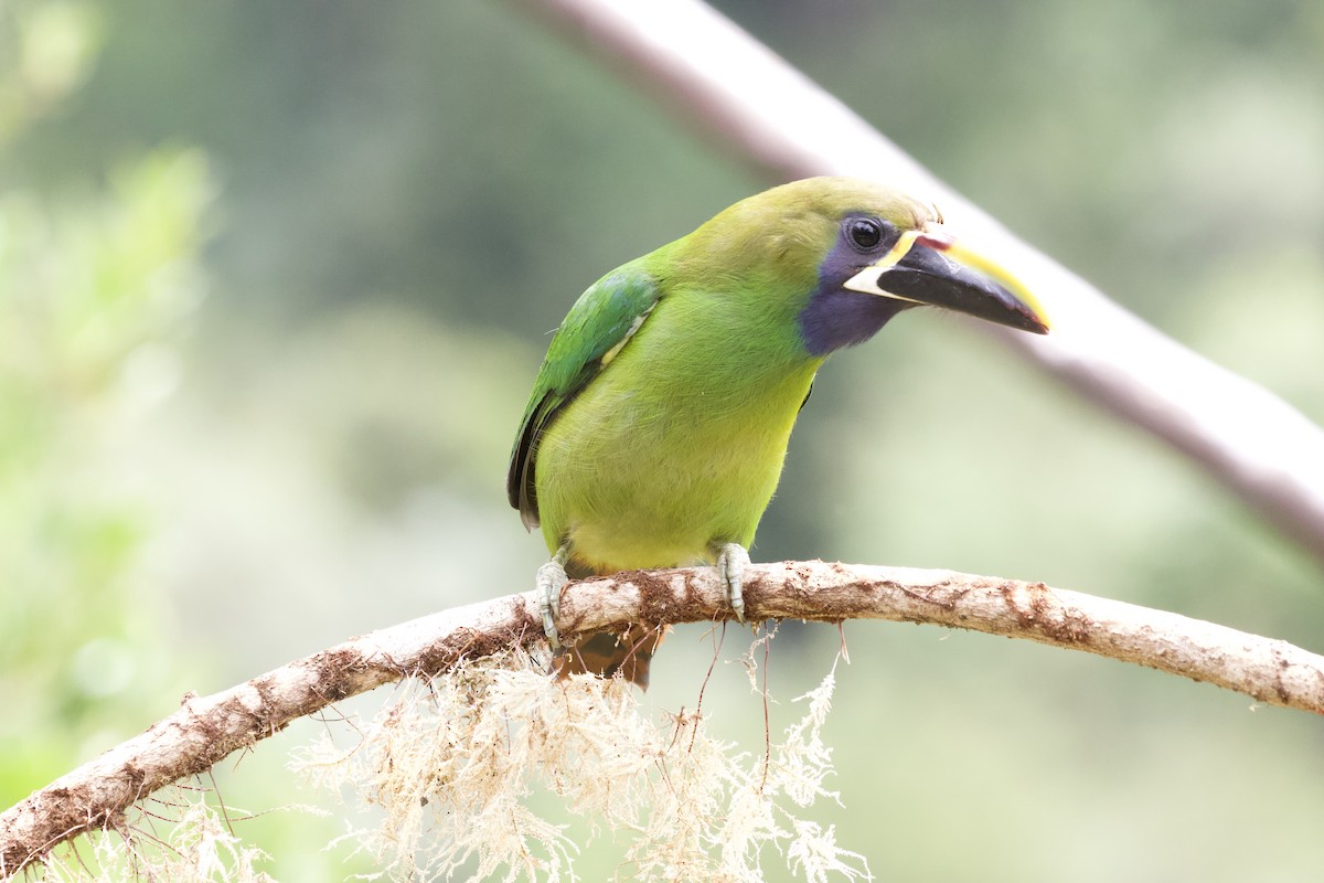 Northern Emerald-Toucanet - Krista Oswald