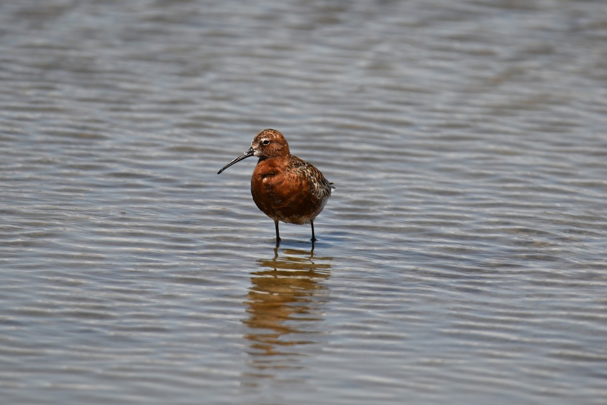 Curlew Sandpiper - Kenzhegul Qanatbek