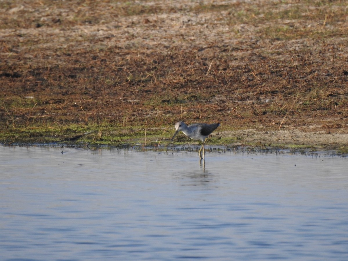 Marsh Sandpiper - Alastair Newton