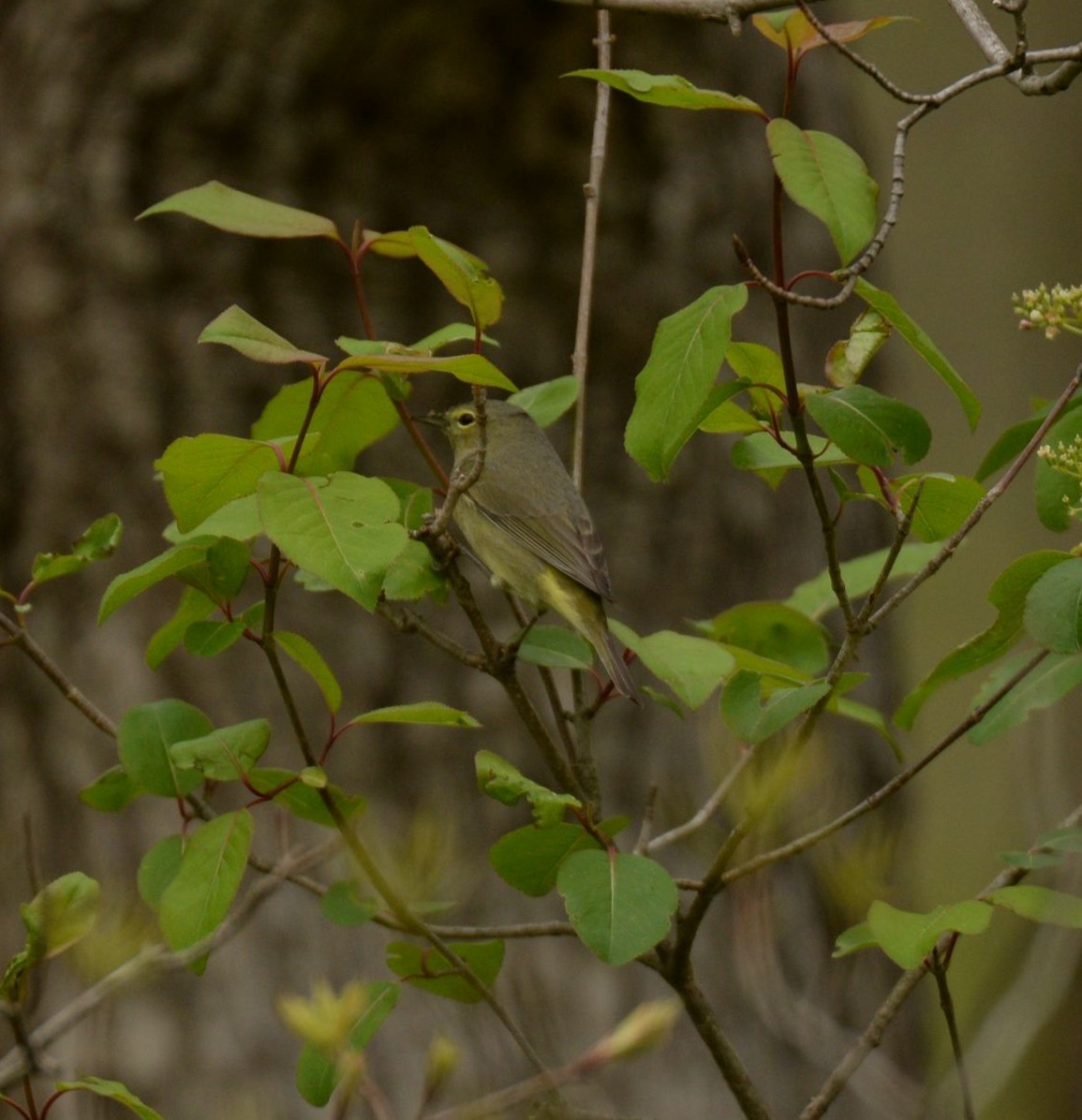 Orange-crowned Warbler - Daniel DeLapp