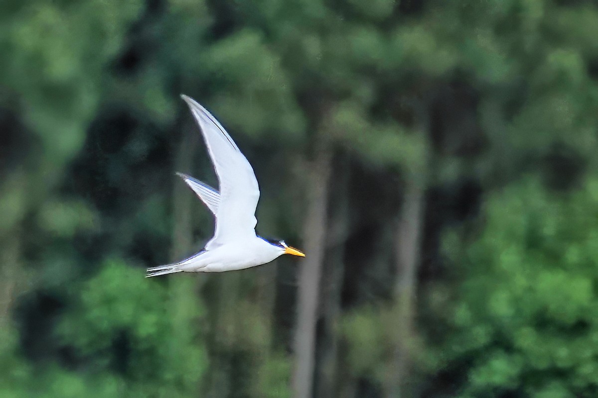 Least Tern - Alan Mitchnick