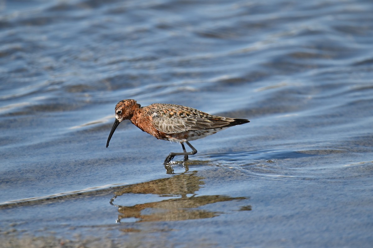 Curlew Sandpiper - Kenzhegul Qanatbek