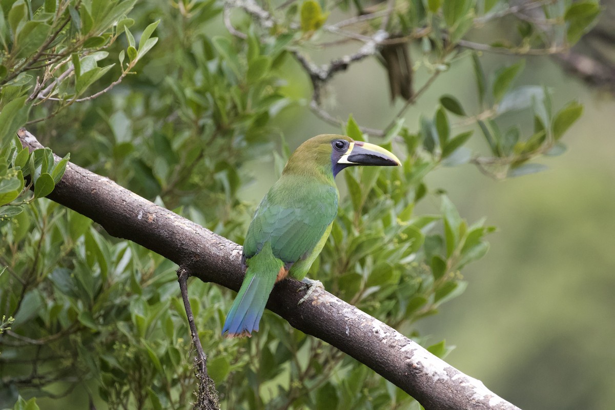 Northern Emerald-Toucanet - Krista Oswald