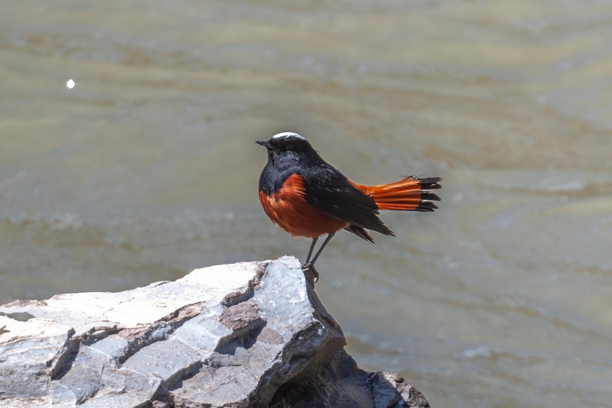 White-capped Redstart - ML619438576