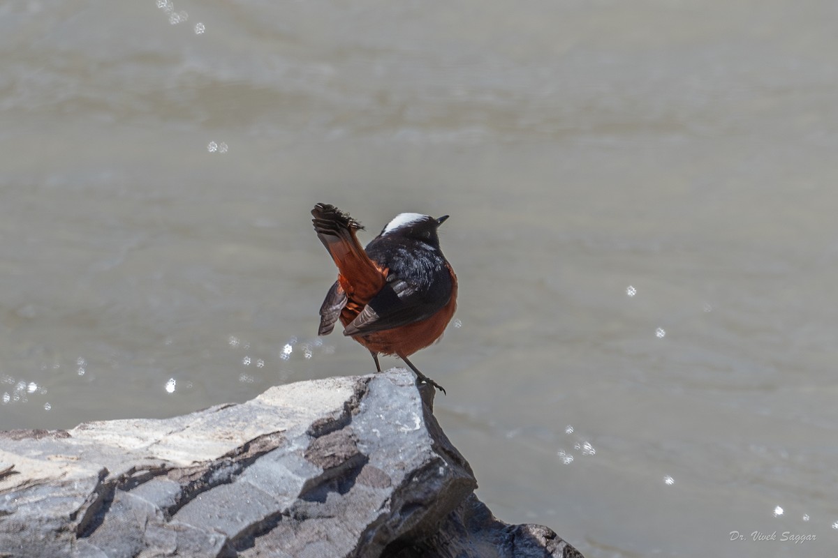 White-capped Redstart - Vivek Saggar