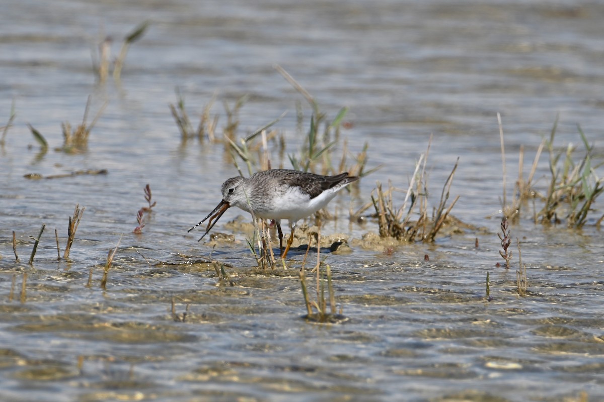 Terek Sandpiper - Kenzhegul Qanatbek