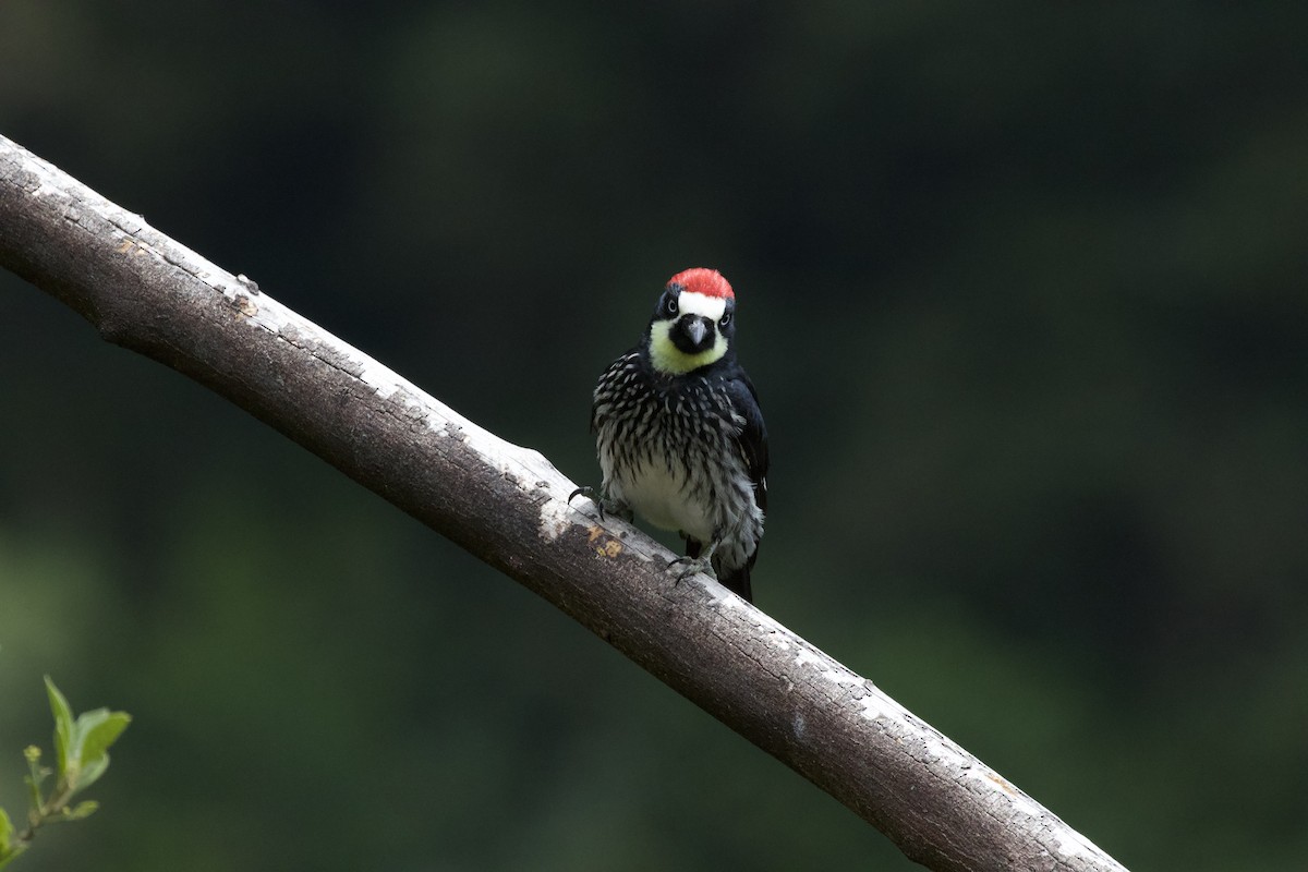 Acorn Woodpecker - Krista Oswald