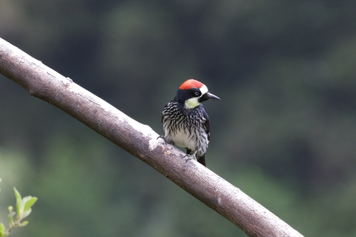 Acorn Woodpecker - Krista Oswald