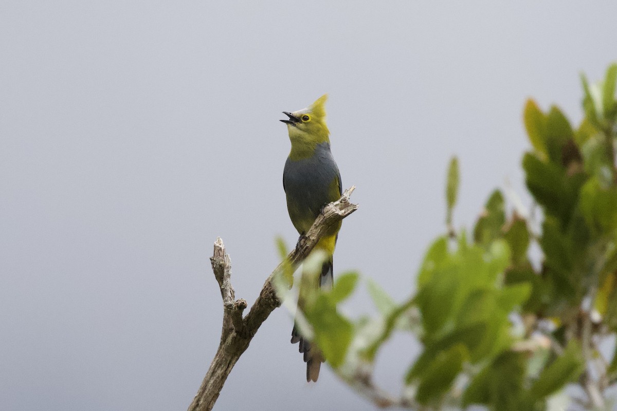 Long-tailed Silky-flycatcher - ML619438587