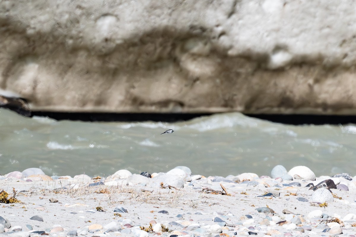 White Wagtail - Vivek Saggar