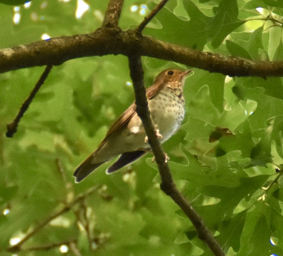 Swainson's Thrush - ML619438594