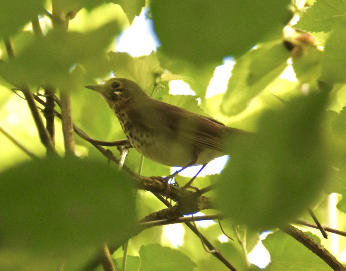 Swainson's Thrush - ML619438595