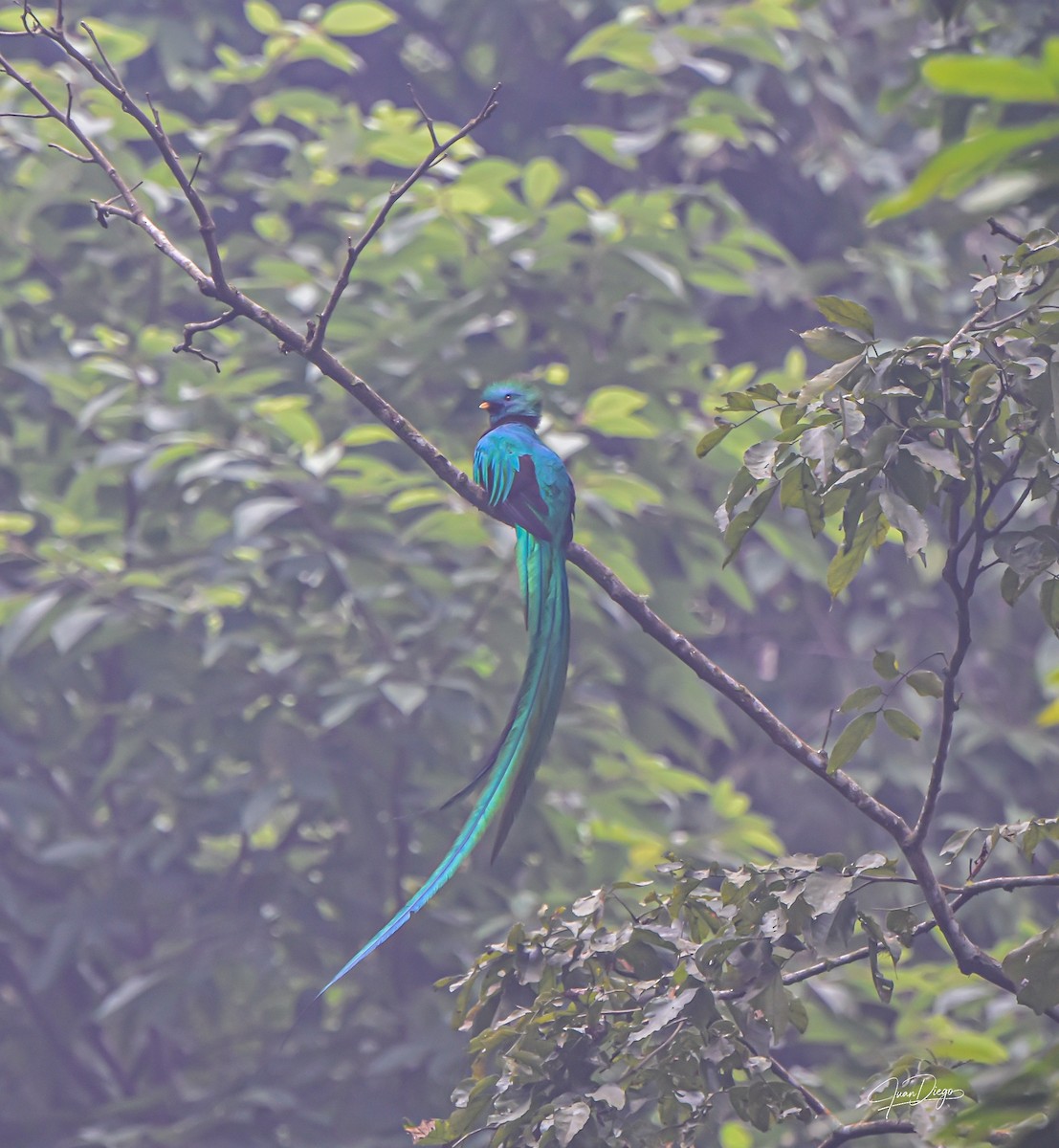 Resplendent Quetzal - ML619438604