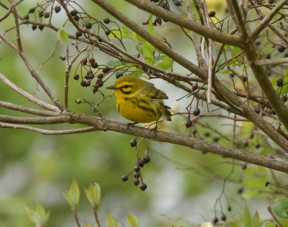 Prairie Warbler - ML619438607