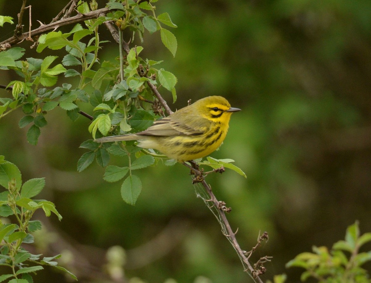 Prairie Warbler - ML619438608