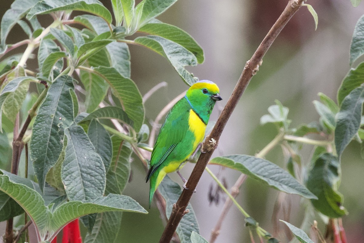 Golden-browed Chlorophonia - Krista Oswald