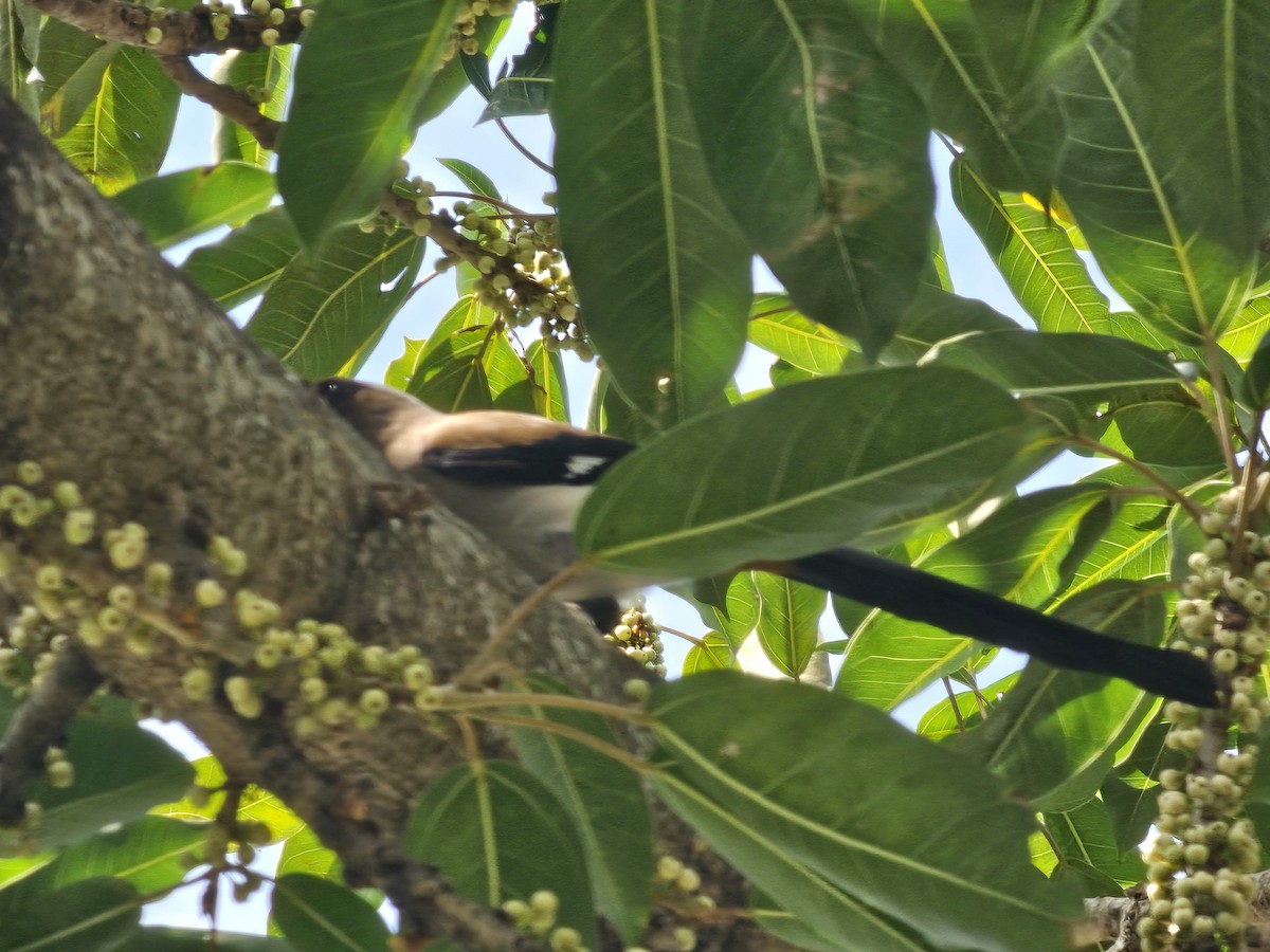 Gray Treepie - jason wu