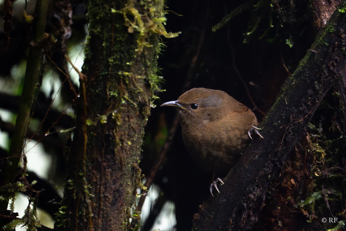 Sharpe's Wren - ML619438627