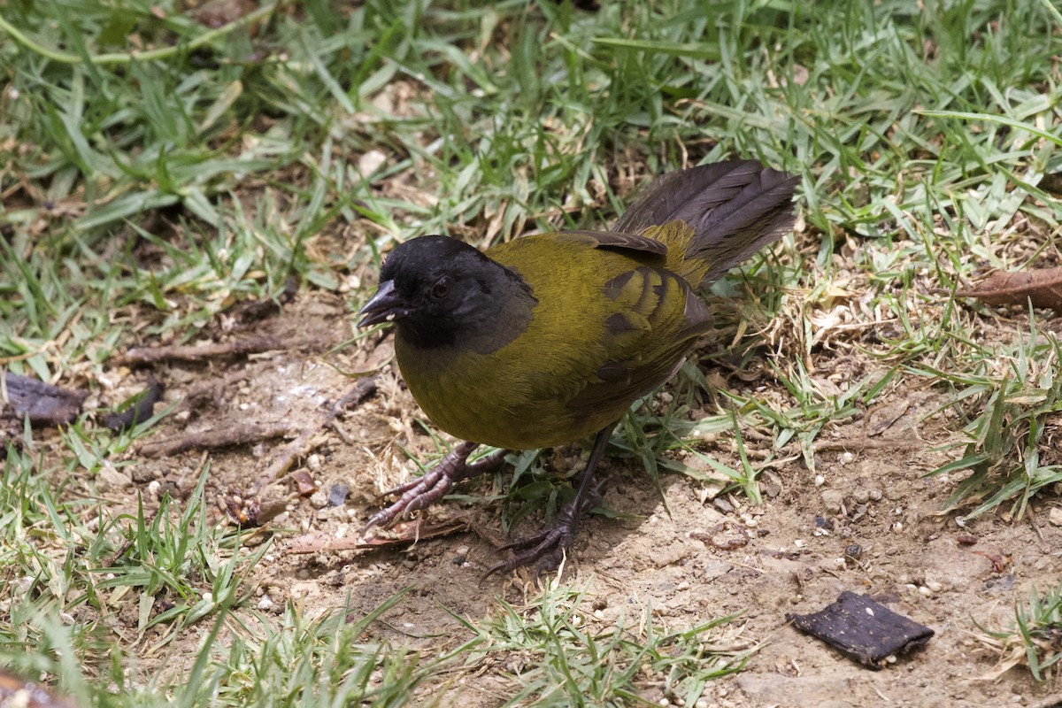 Large-footed Finch - Krista Oswald