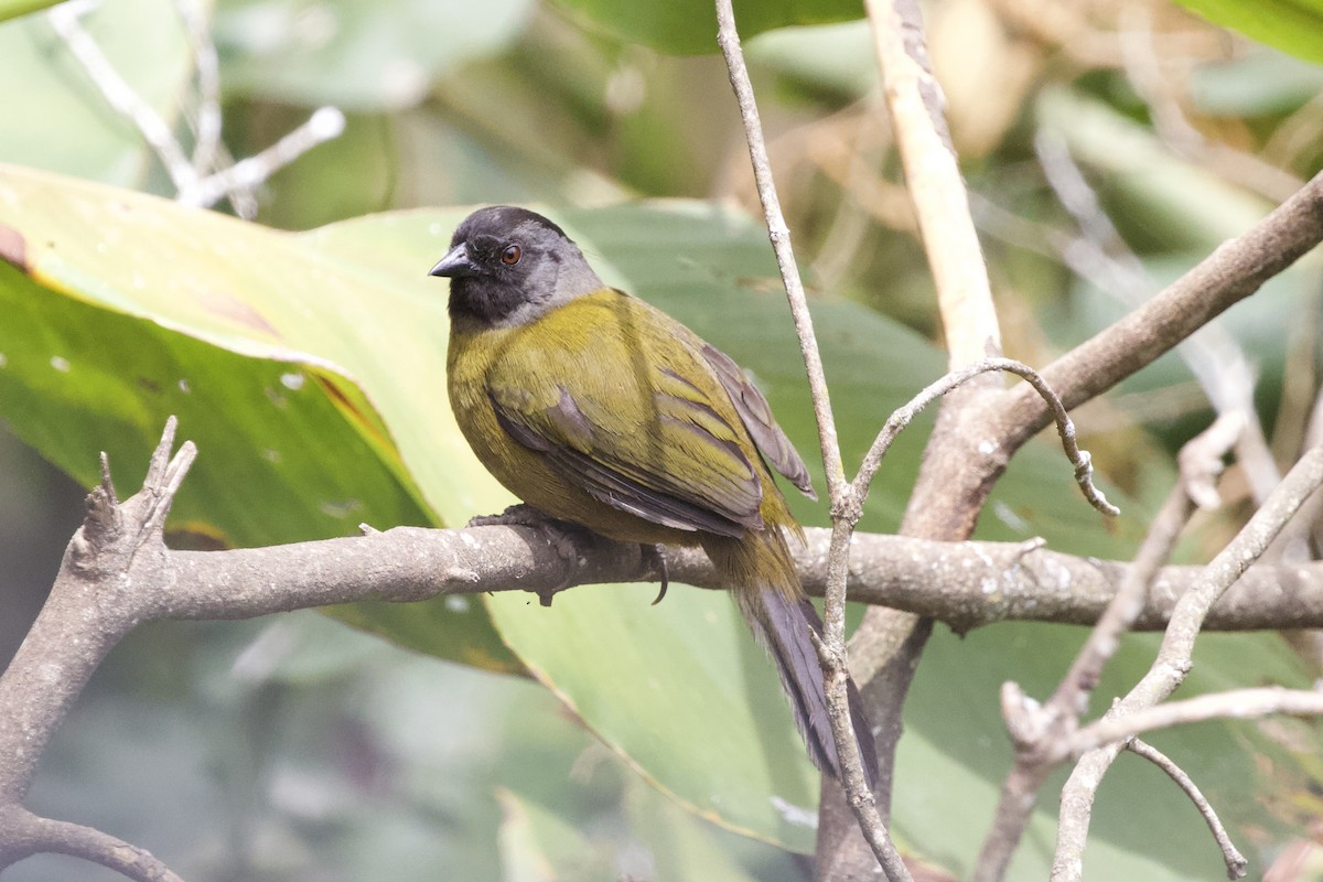 Large-footed Finch - ML619438637