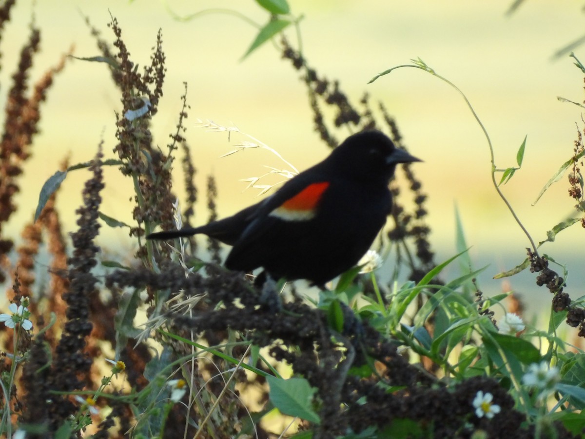 Red-winged Blackbird - Jerhemy Lonzo
