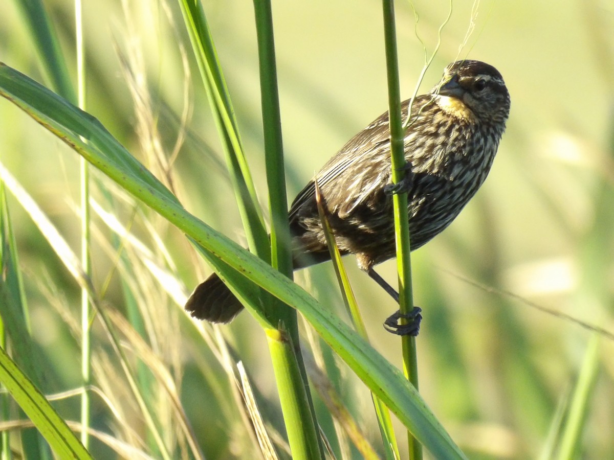 Red-winged Blackbird - Jerhemy Lonzo