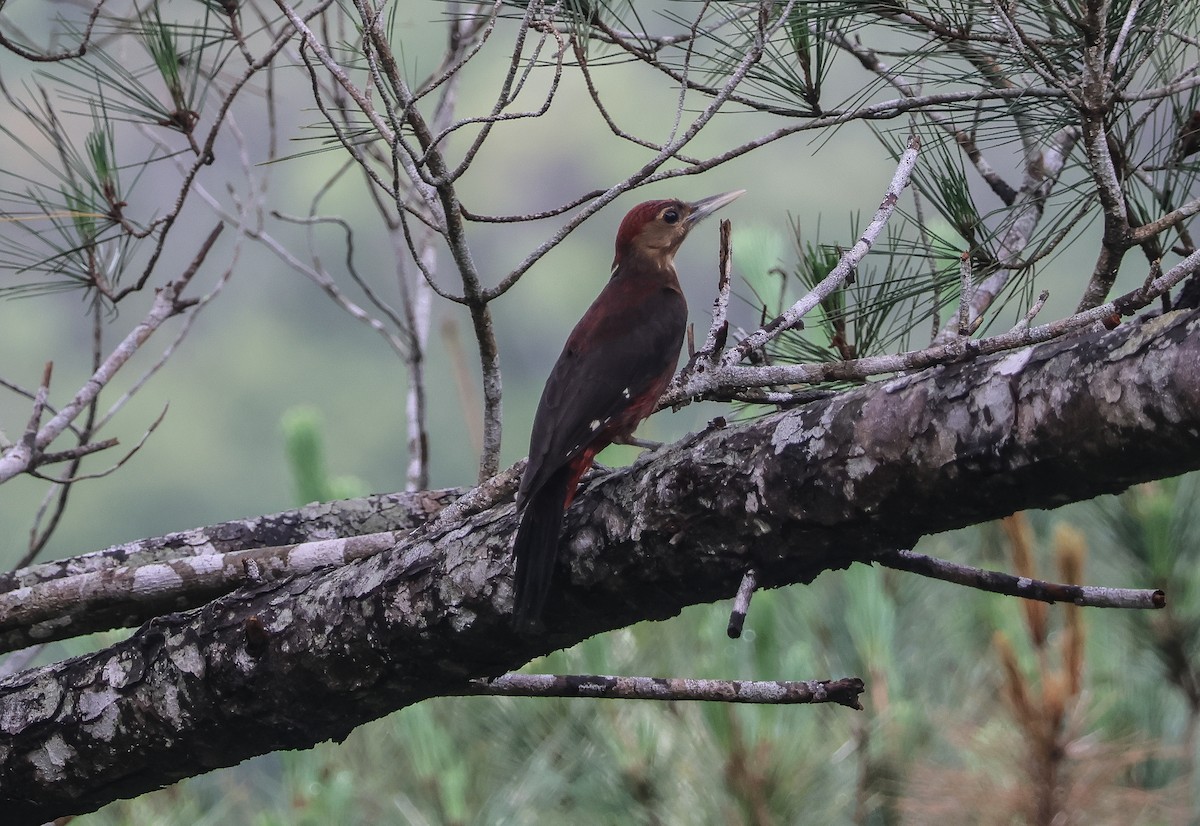 Okinawa Woodpecker - Krit Adirek