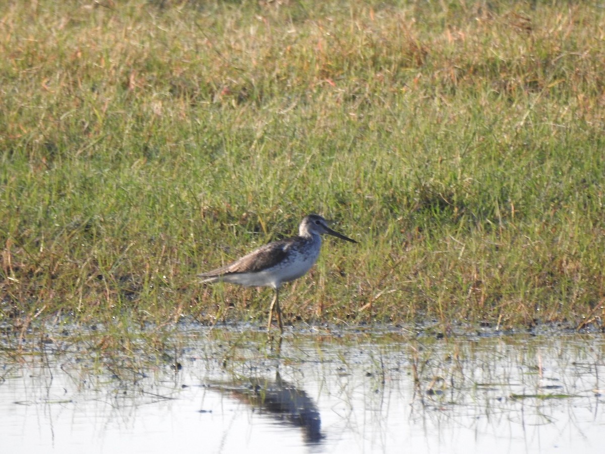 Common Greenshank - Alastair Newton