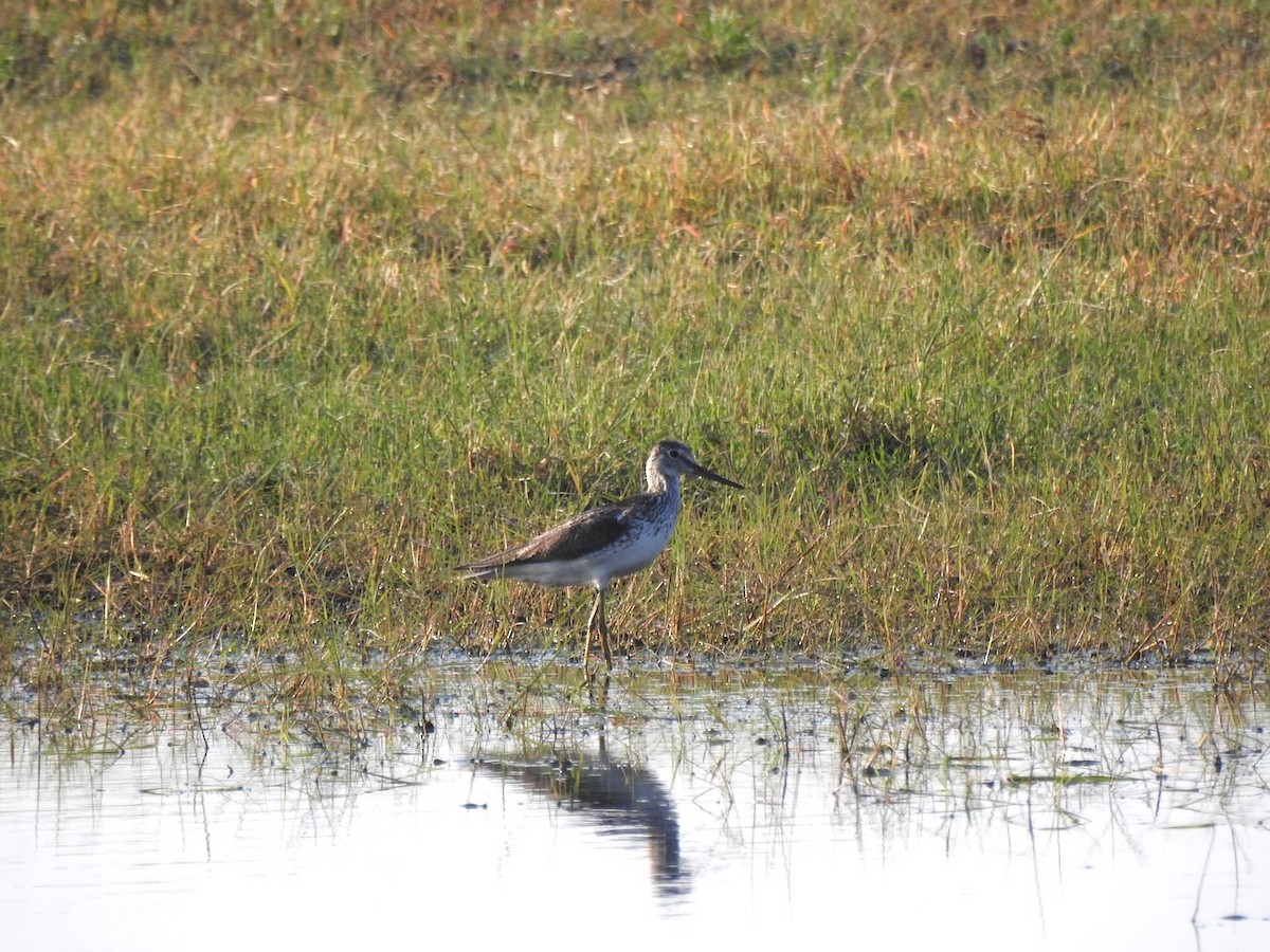 Common Greenshank - Alastair Newton