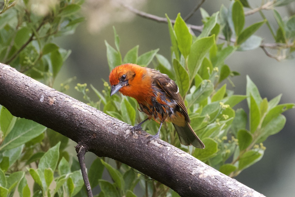 Flame-colored Tanager - Krista Oswald